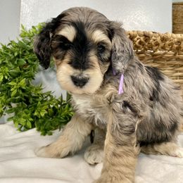 Cavapoo and Goldendoodle Puppies from AnnaBella Doodle