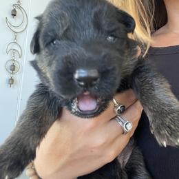 German Shepherd Puppies from Oahu German Shepherds