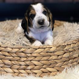 Nutmeg - Black brown and white male Basset Hound puppy in Lone Jack, Missouri from Wee Little Bassets