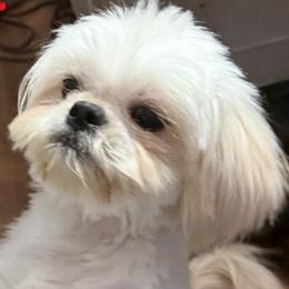 Sterling - Shih Tzu