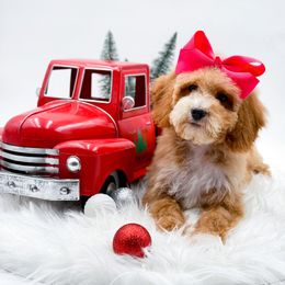 Angel - Apricot female Goldendoodle puppy in Statesville, North Carolina from Doodle Babies