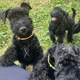 Kerry Blue Terrier Puppies from Costerra Kerry Blue Terriers