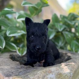 Baby boy - Black male Scottish Terrier puppy in Nickelsville, Virginia from Pecan Creek