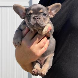 Miley-Pink - Blue female French Bulldog puppy in Palm Coast, Florida from Calypso Island French Bulldogs