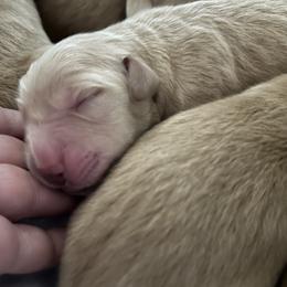 Female 5 - Light golden female Golden Retriever puppy in Bonanza, Oregon from Gold 'N Dust Ranch