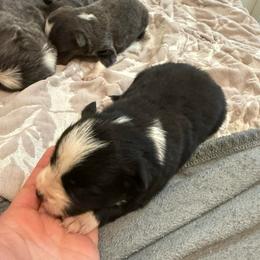 Ladon - Tri-color male Border Collie puppy in Grapeview, Washington from Athena’s Collies