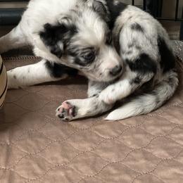 Border Collie Puppies from Roaring River Border Collies