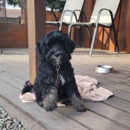 Country Morning Drift - Black female Australian Labradoodle puppy in Aumsville, Oregon from Country Morning Labradoodles