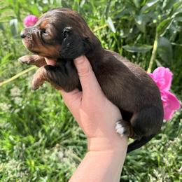 Girl 2 - Sable female Dachshund puppy in Umatilla County, Oregon from Divine Dogs