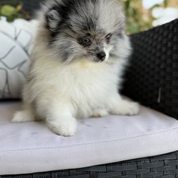 Boy 3 - Blue merle male Pomeranian puppy in California from Savvypomeranians