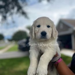 Golden Retriever Puppies from Loyal Golden Retrievers