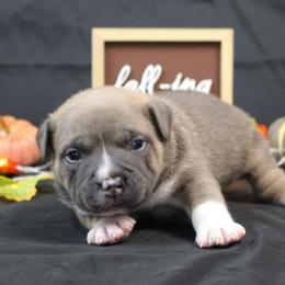 Boaz - Blue male American Bully puppy in Easton, Maryland from Night Court Bullies