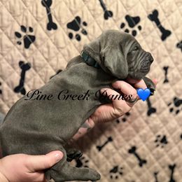 Max - Great Dane puppy from Pine Creek Great Danes