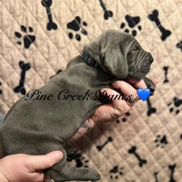 Max - Great Dane puppy from Pine Creek Great Danes