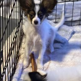 Boy with Kiss - White black and tan male Papillon puppy in Northern, California from Playful Papillon's