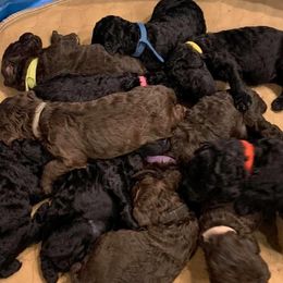 Poodle Puppies from Sturgill’s Raising the Standards