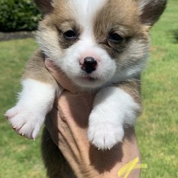 Girl 2 - Red Pembroke Welsh Corgi puppy in Cumming, Georgia from Carter’s Corgis LLC