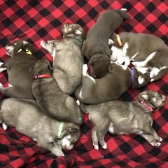 Siberian Husky Puppies from Happy Home Huskies