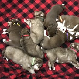 Siberian Husky Puppies from Happy Home Huskies