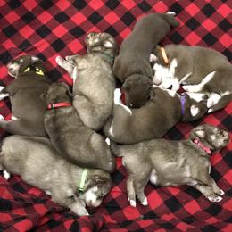 Siberian Husky Puppies from Happy Home Huskies