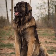 Dachshunds and Leonbergers from Enchanted Desert