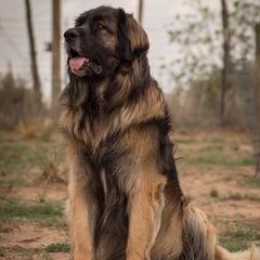 Dachshunds and Leonbergers from Enchanted Desert