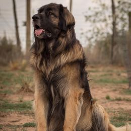 Dachshunds and Leonbergers from Enchanted Desert