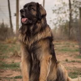 Dachshunds and Leonbergers from Enchanted Desert