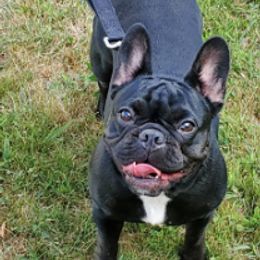 French Bulldogs from Kallis Family Frenchies