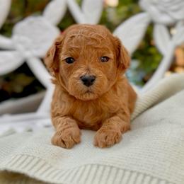 Mochi - Red male Cavapoo puppy in Arlington, Texas from Van Haselen Poodles and Doodles
