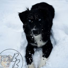 Harlow - Australian Shepherd
