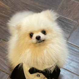 Oliver - Pomeranian