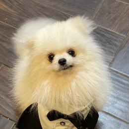 Oliver - Pomeranian
