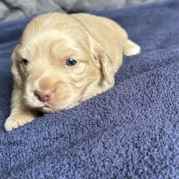 Boy 2 - Cream male Dachshund puppy in Ashland, Kentucky from Angell Weens