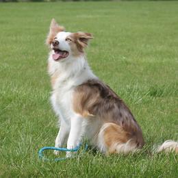 Border Collie puppies from First Harmony Farms