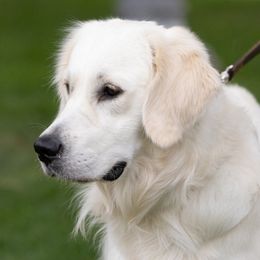 Giuseppe - Golden Retriever