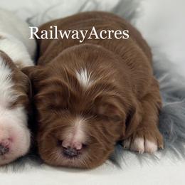 Girl 2-Mini - Red  female Goldendoodle puppy in Milford, Indiana from Railway Acres Kennel