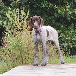 Pink - Liver and white female German Shorthaired Pointer puppy in Gerald, Missouri from Showme GSPs
