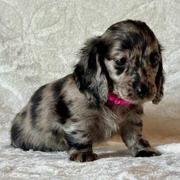 Tatum - Black female Dachshund puppy in Lincoln, Arkansas from Red Dirt Dachshunds