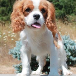 Cavalier King Charles Spaniels from Noble Ridge Cavaliers
