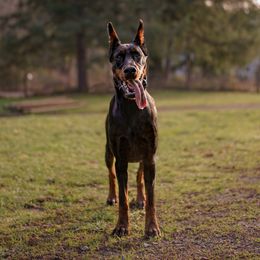 Eboni - Doberman Pinscher