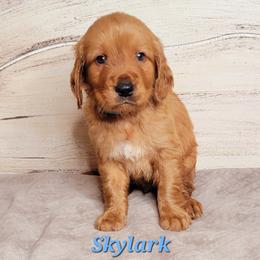 Skylark (Light Blue Collar) - Dark golden male Golden Retriever puppy in Scurry, Texas from 07 Seven Oaks Goldens and Doodles