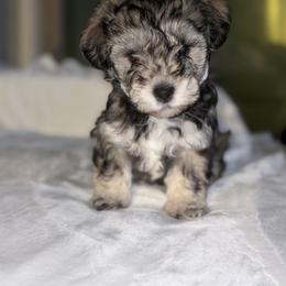 Maltipoo Puppies from Sunshine’s Maltipoo’s