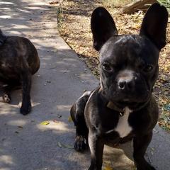 French Bulldogs from Gino's French Bulldogs