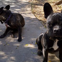 French Bulldogs from Gino's French Bulldogs