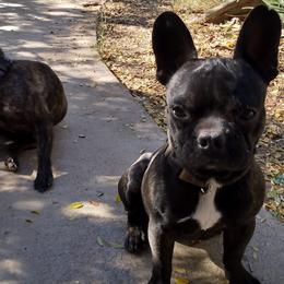 French Bulldogs from Gino's French Bulldogs