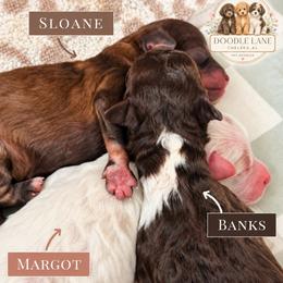 Shihpoo puppies from Doodle Lane - Toy Doodles Alabama