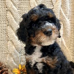 Bernedoodle puppies from Sage Hills Bernedoodles