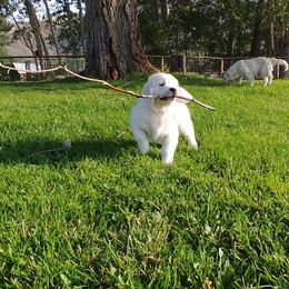 Golden Retriever Puppies from White Valley Goldens