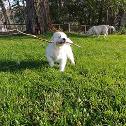 Golden Retriever Puppies from White Valley Goldens